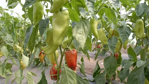 Organic peppers Stock Footage 171555519