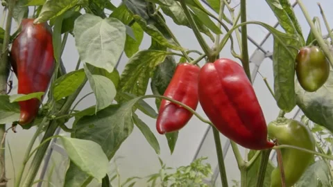 Organic peppers Stock Footage 171580063