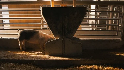 Organic pigs eating grain grist on the farm Stock Footage 95395470