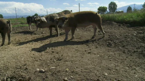 Organic pigs Stock Footage 876700