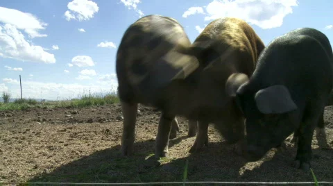 Organic pigs Stock Footage 876715