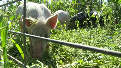 Organic pigs Stock Footage 876765