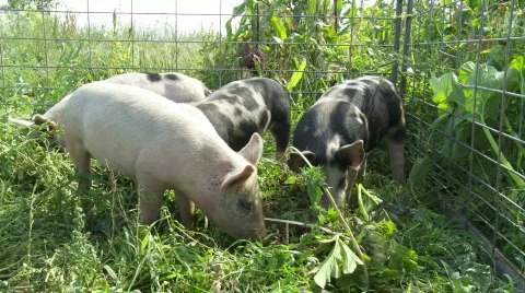 Organic pigs Stock Footage 876797