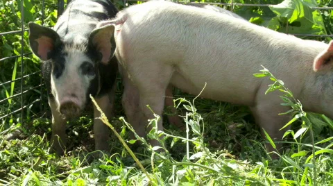 Organic pigs Stock Footage 876830