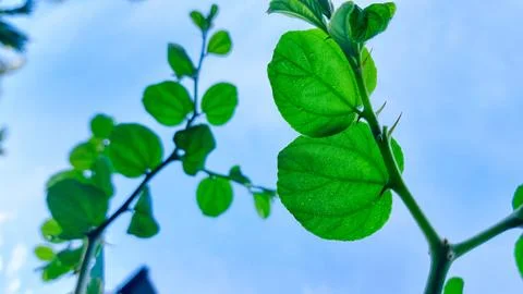 Organic plant shape contrasting with vibrant blue sky Stock Photos