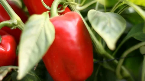 Organic plants greenhouse food agriculture red sweet pepper Stock Footage