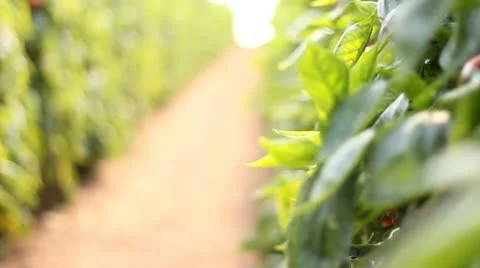 Organic plants greenhouse food agriculture red sweet pepper Stock Footage