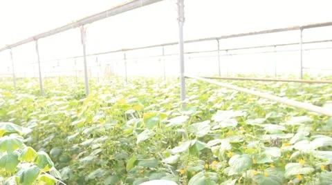 Organic plants greenhouse food agriculture red sweet pepper Cucumber Stock Footage