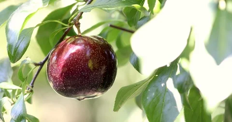 Organic Plum on plum tree branches 4K Video Stock Footage 114631255
