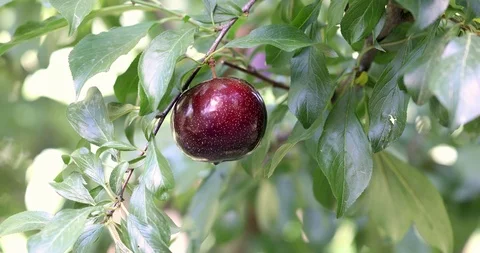 Organic Plum on plum tree branches 4K Video Stock Footage 114631737