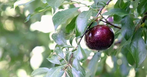 Organic Plum on plum tree branches 4K Video Stock Footage 114631785