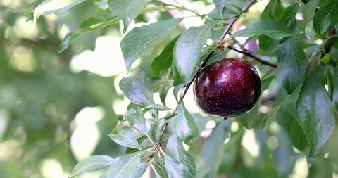Organic Plum on plum tree branches 4K Video Stock Footage 114632056