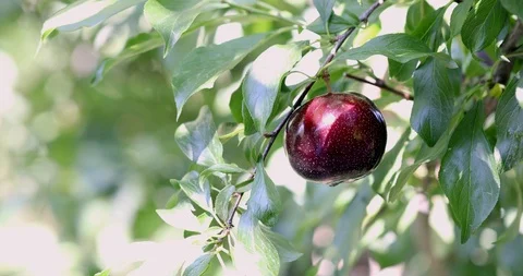 Organic Plum on plum tree branches 4K Video Stock Footage 114632204