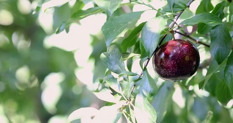 Organic Plum on plum tree branches 4K Video Stock Footage 114632608