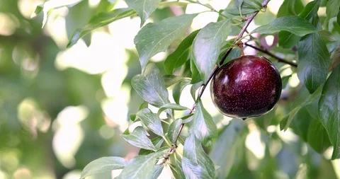 Organic Plum on plum tree branches 4K Video Stock Footage 114632792