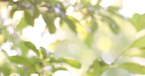 Organic Plum on plum tree branches 4K Video Stock Footage 114633542