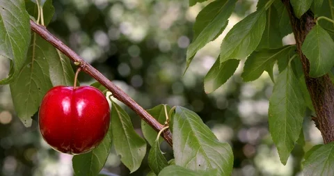 Organic Plum on plum tree branches 4K Video Stock Footage 114633559