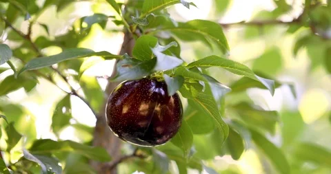 Organic Plum on plum tree branches 4K Video Stock Footage 114633894