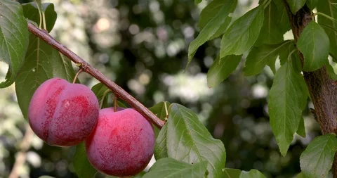 Organic Plum on plum tree branches 4K Video Stock Footage 114634310