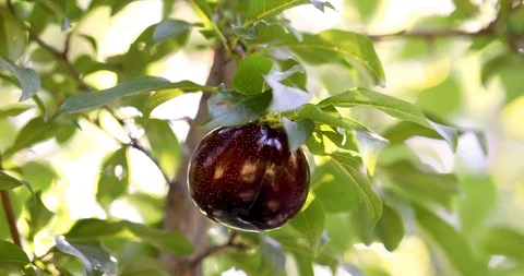 Organic Plum on plum tree branches 4K Video Stock Footage 114634791