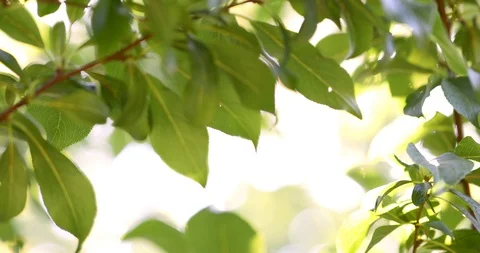 Organic Plum on plum tree branches 4K Video Stock Footage 114634828