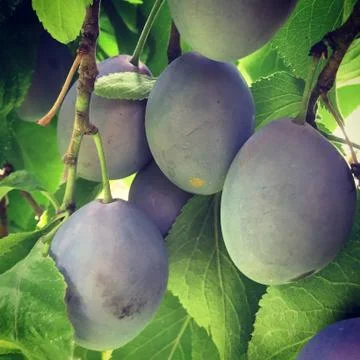 Organic plums closeup Stock Photos