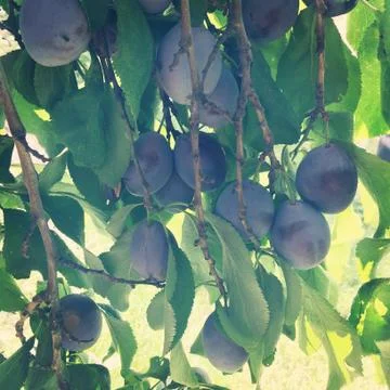 Organic plums closeup on tree Stock Photos