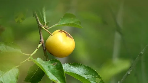 Organic plums on a tree Stock Footage 244777487