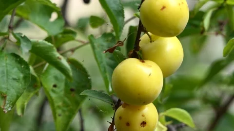 Organic plums on a tree Stock-Footage 244777523