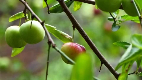 Organic plums on a tree Stock-Footage 244777578