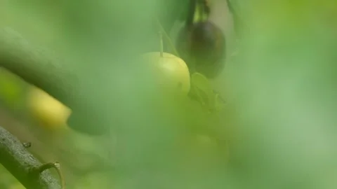 Organic plums on a tree Stock Footage 244806758