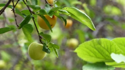 Organic plums on a tree Stock Footage 244923483
