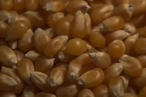 Organic Popcorn Kernels seeds macro close up portrait, selective focus Stock Photos