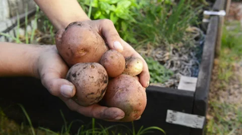 Organic potatoes Stock Footage 37821985