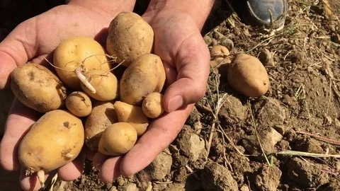 Organic Potatoes Stock Footage 70970598