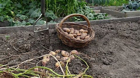 Organic Potatoes Stock Footage 151193436