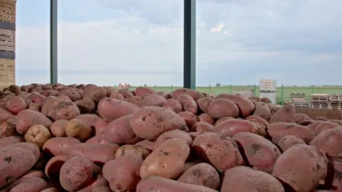 Organic potatoes Stock Footage 171557833