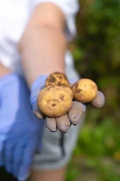 Organic potatoes Fotos Stock