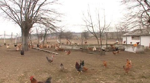 Organic poultry in a backyard Stock-Footage 35626281
