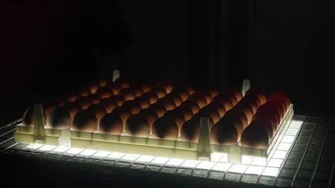 Organic Poultry Eggs Candling Process On Tray Illuminated With Bright Light Stock Footage 277292305