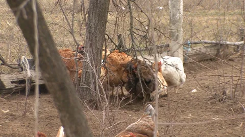 Organic poultry Stock Footage 35626384