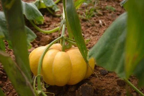 Organic pumpkin patch on a home vegetable garden Stock Photos