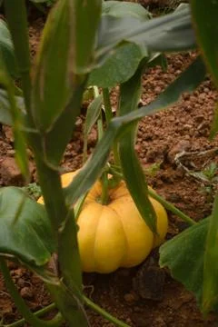 Organic pumpkin patch on a home vegetable garden Stock Photos