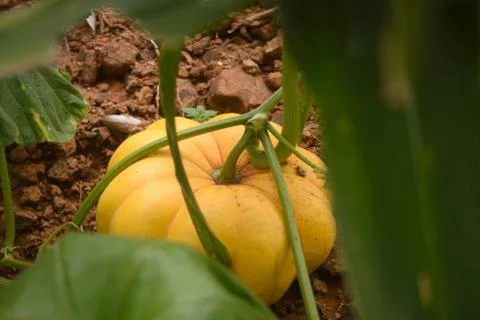 Organic pumpkin patch on a home vegetable garden Stock Photos