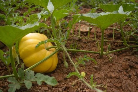 Organic pumpkin patch on a home vegetable garden Stock Photos