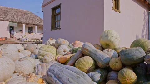 Organic pumpkins Stock Footage 171557121