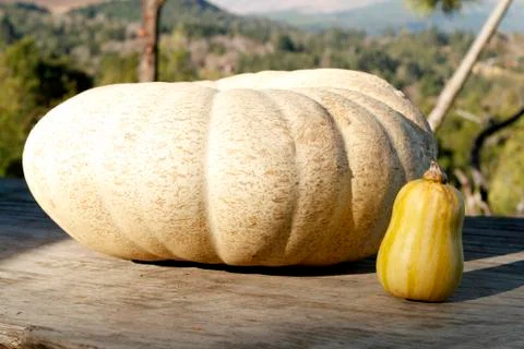 Organic pumpkins Foto stock