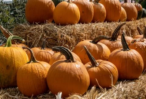 Organic Pumpkins Stock Photos