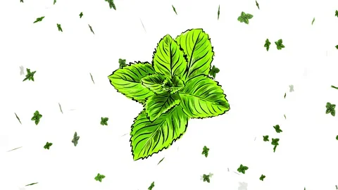 Organic pure mint sprig drawn digitally with pencil strokes and multicolor with Stock Footage 129642945