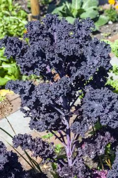 Organic purple kale 스톡 사진